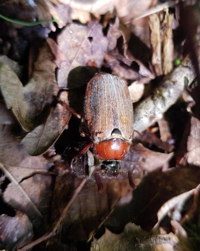 Melolontha hippocastani
